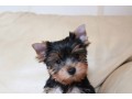 purebred-yorkie-puppies-available-small-0