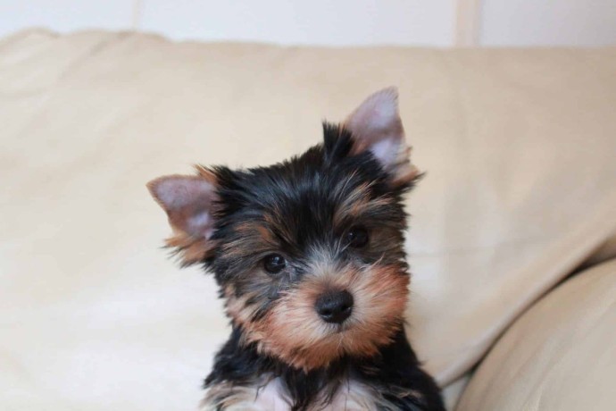 purebred-yorkie-puppies-available-big-0