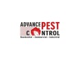 mice-control-surrey-advance-pest-control-small-0