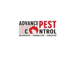 Mice Control Surrey - Advance Pest Control